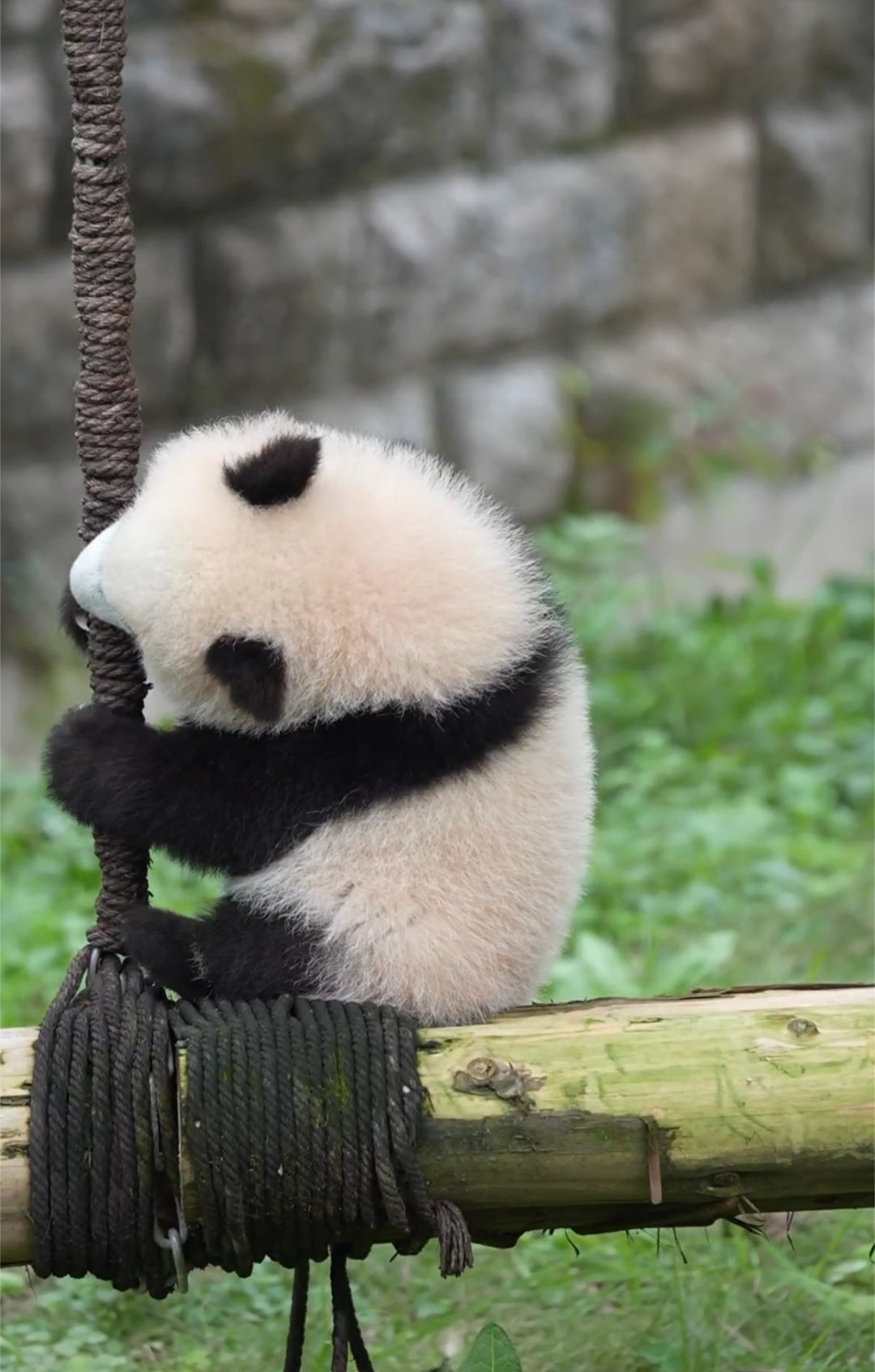 奇三妹对着秋千嗷呜就是一小口