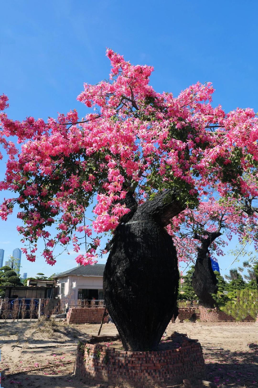 异木棉 冬日独特的浪漫