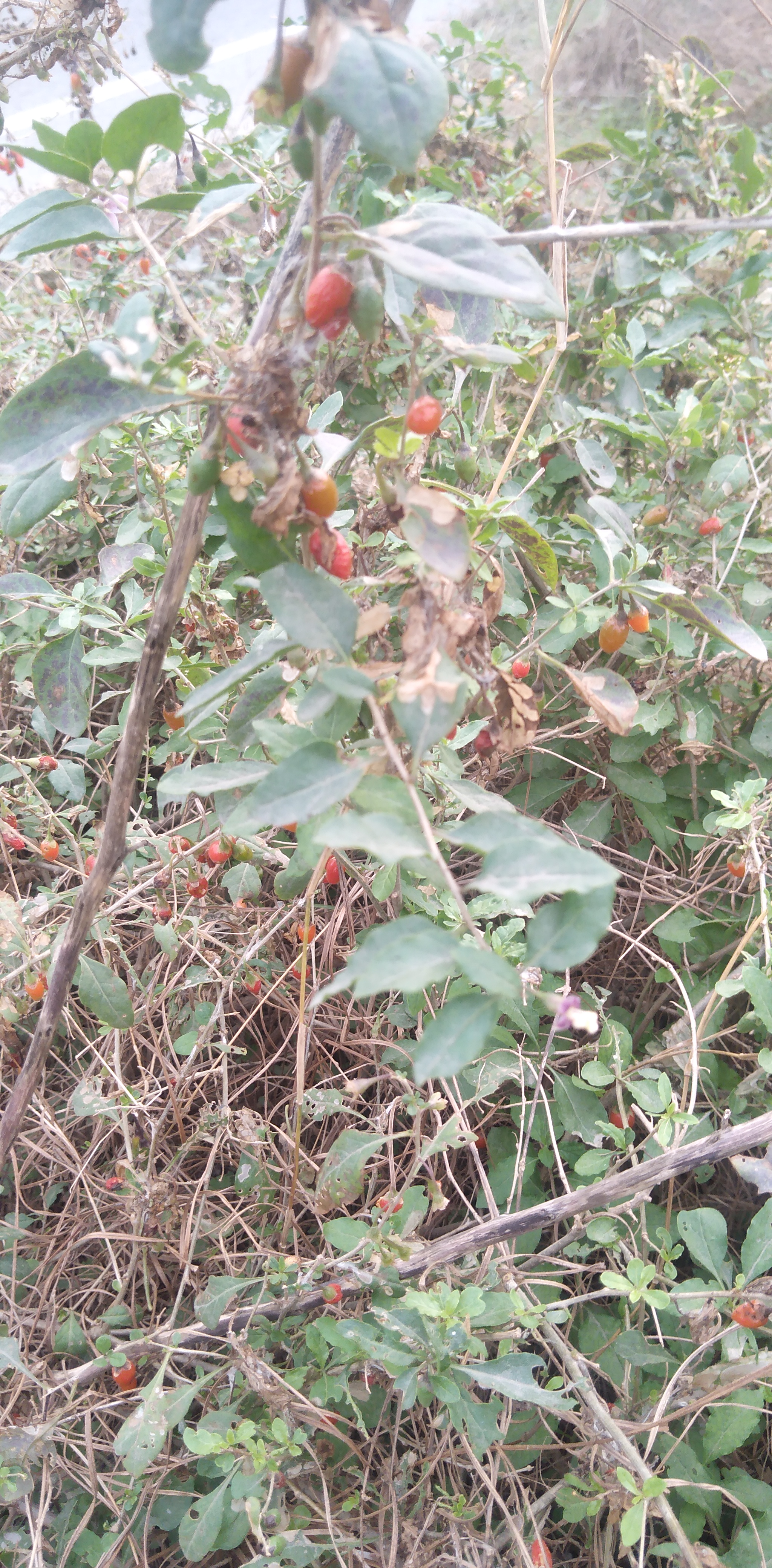 秋日漫步# 郑州绿化带里野生枸杞 枸杞是一种很珍贵的食材,它通常