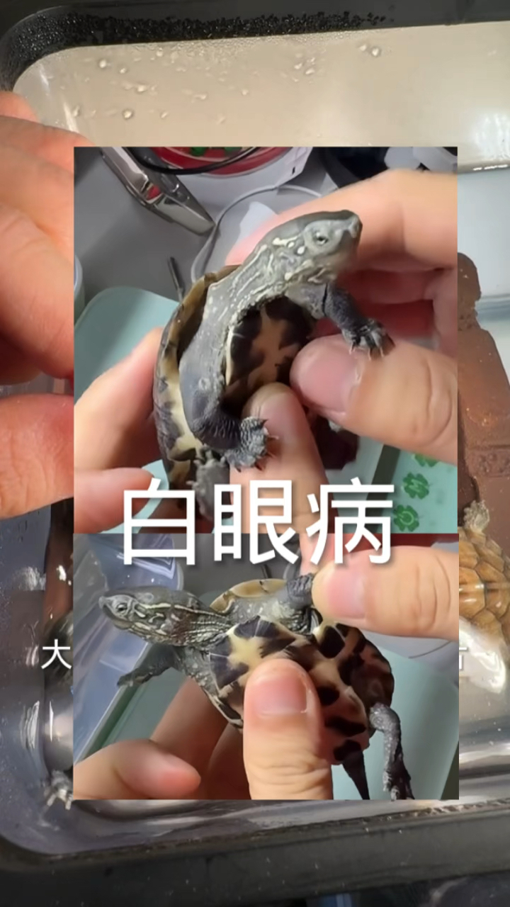 乌龟白眼病这样治疗,好得特别快