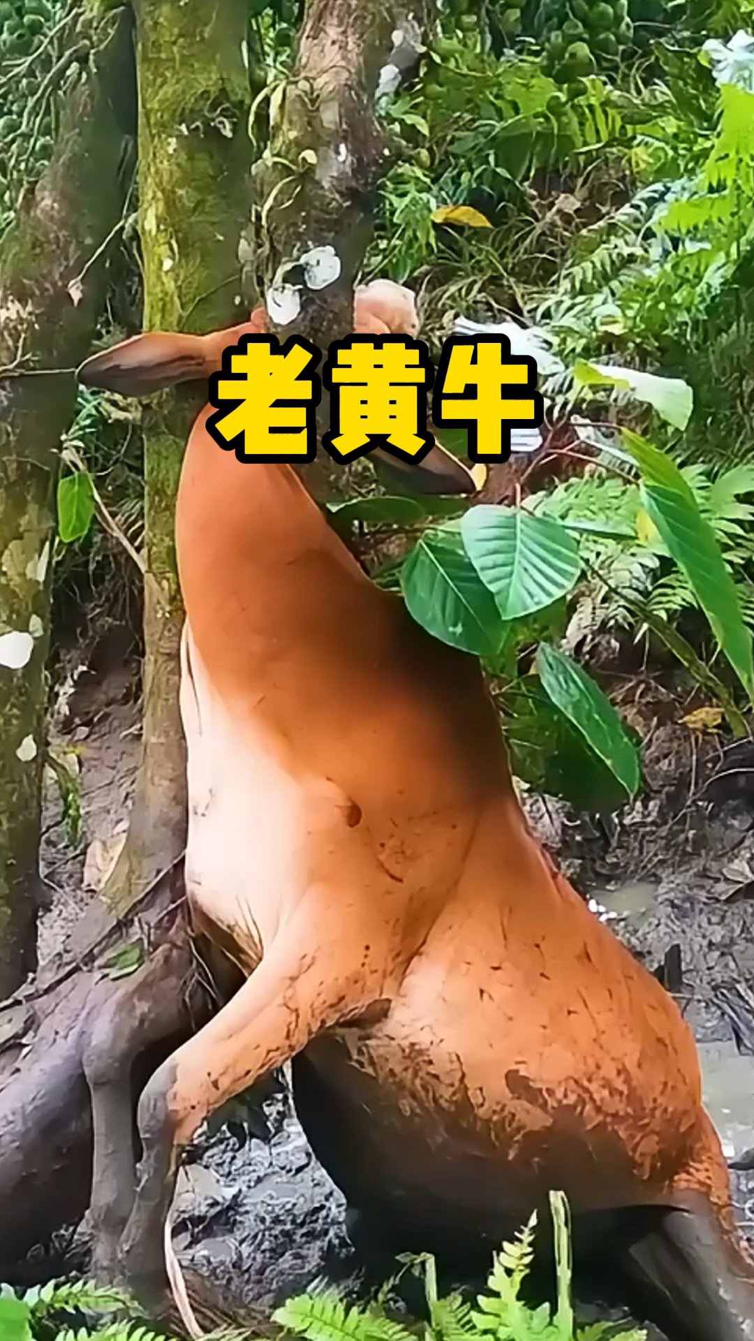 老黄牛的脑袋卡在了大树上,村民用电锯进行救援!