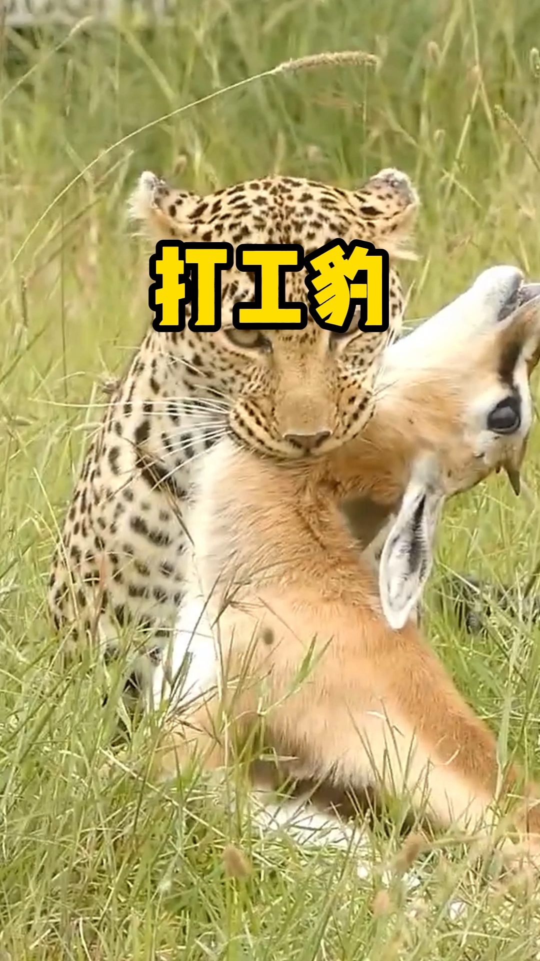 打工豹狩猎小羚羊,就像是在做咽喉炎手术一样