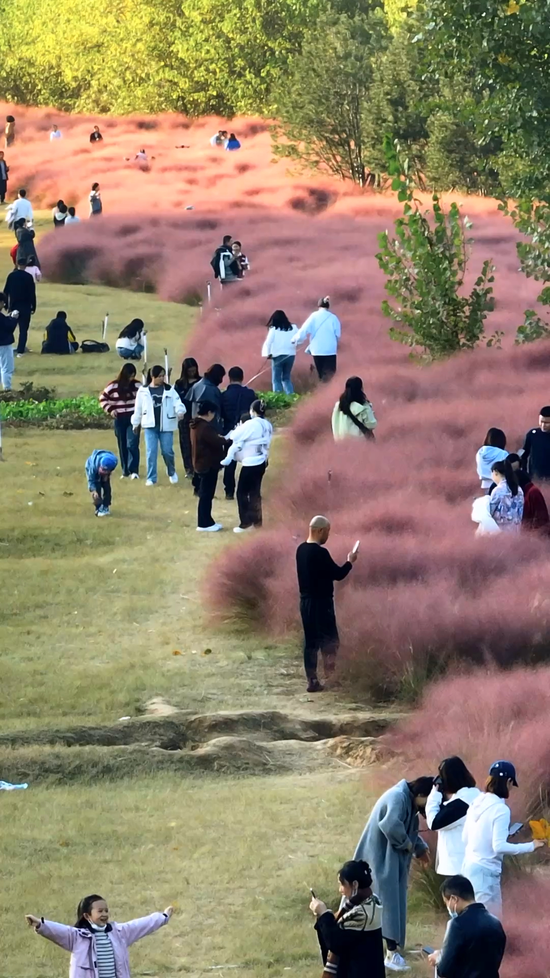 石家庄新晋网红打卡地牛山村!这里有大片粉黛子,还有铁轨小树林