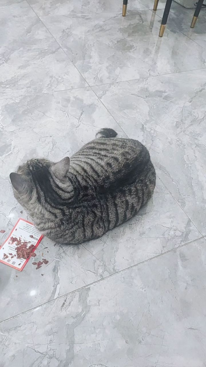 这只煤气罐猫,吃饱原地躺下了