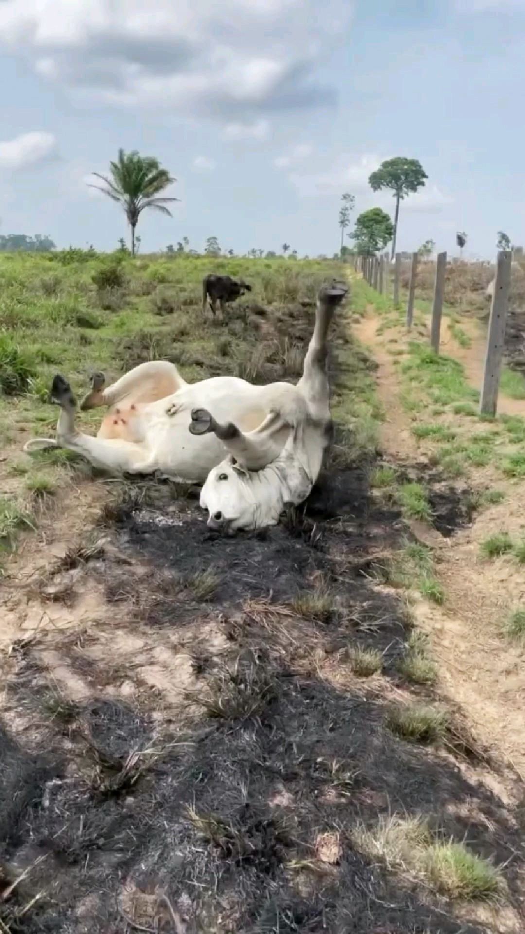 累倒在地表情包图片