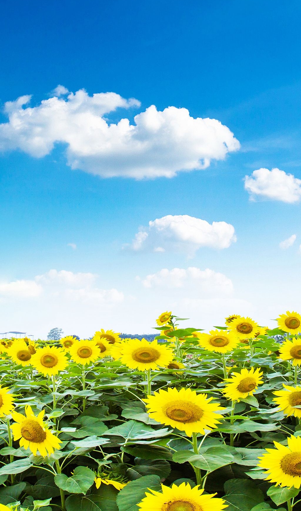 2025,简单快乐的心态句子,句句充满阳光,满满都是正能量