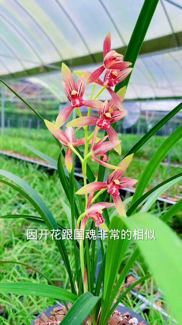 建兰经典品种小国魂