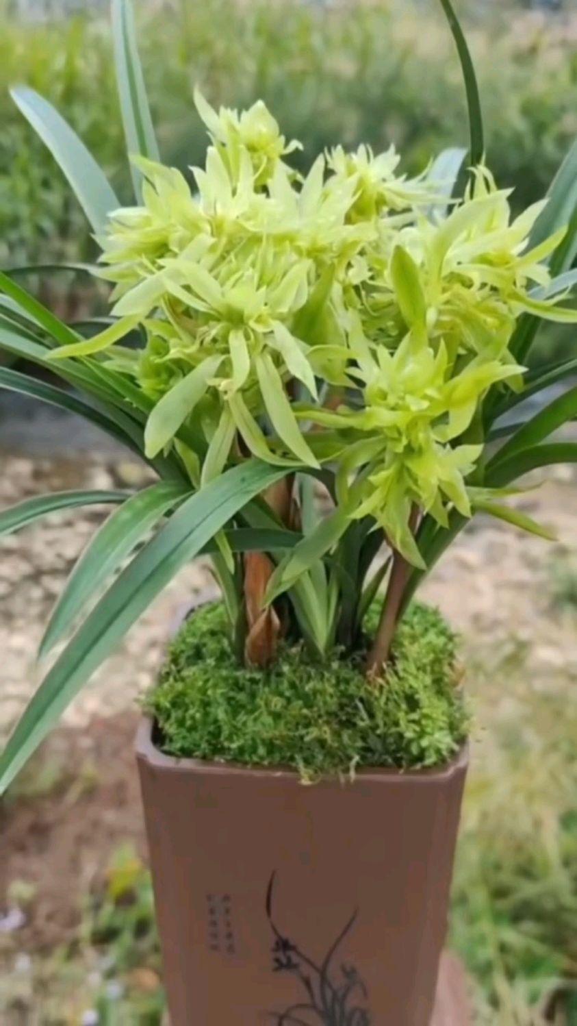 春兰奇花,花开富贵浓香型