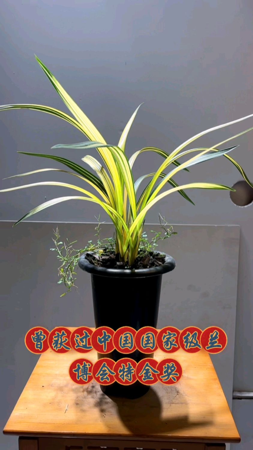 墨兰花艺双全的品种,兰阳之松