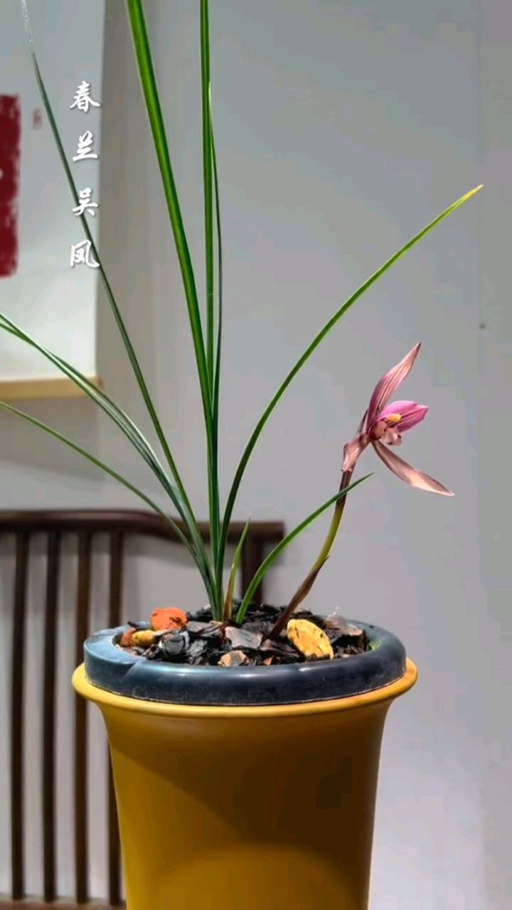 春兰经典品种吴凤