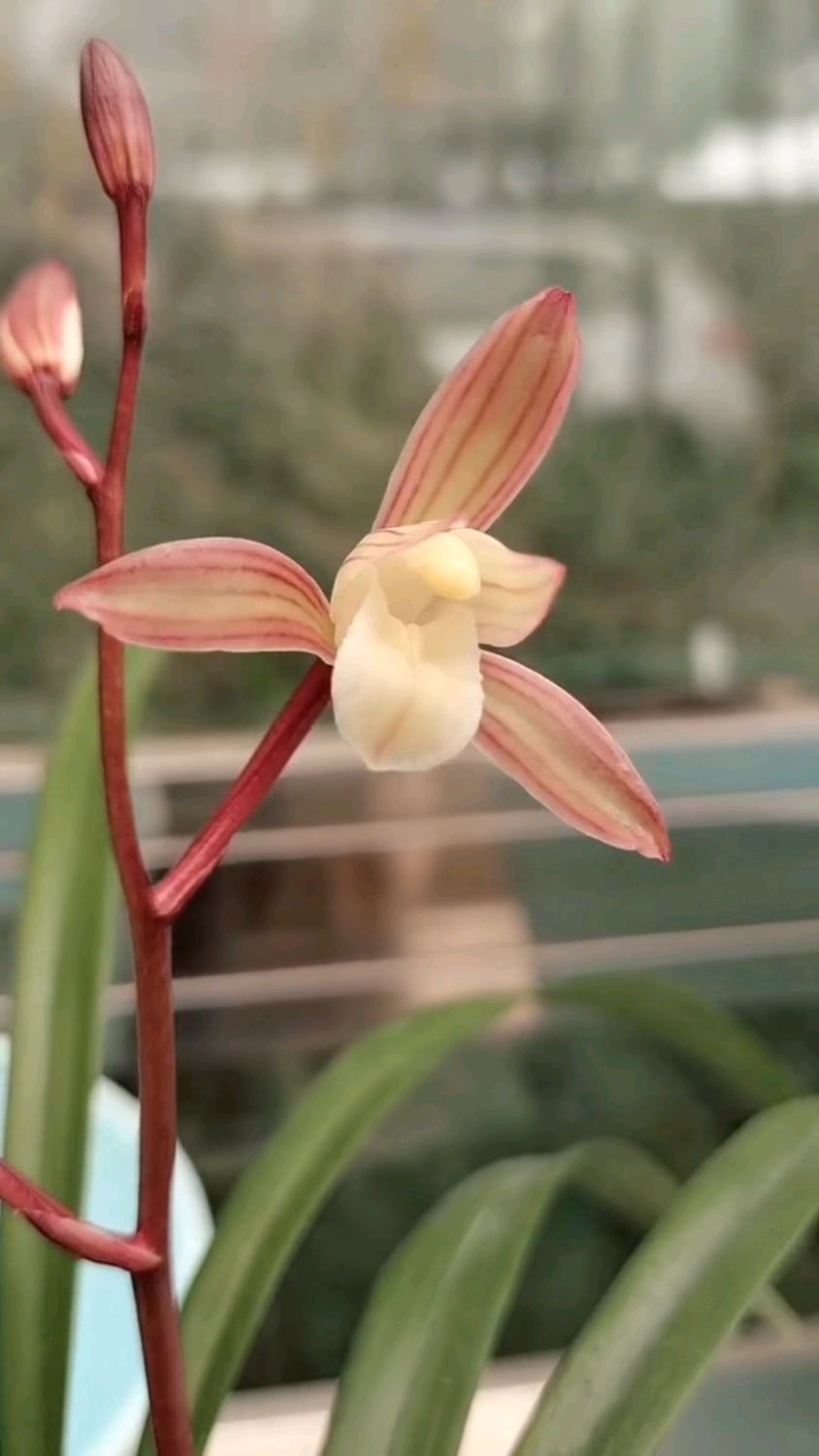 建兰经典品种春雨彩虹