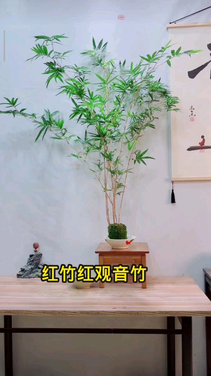 红观音竹,又叫红运竹