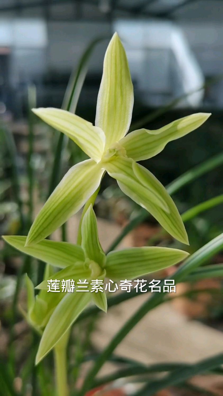 莲瓣兰经典品种奇花素