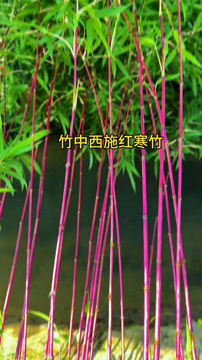 竹中最红的品种,红寒竹