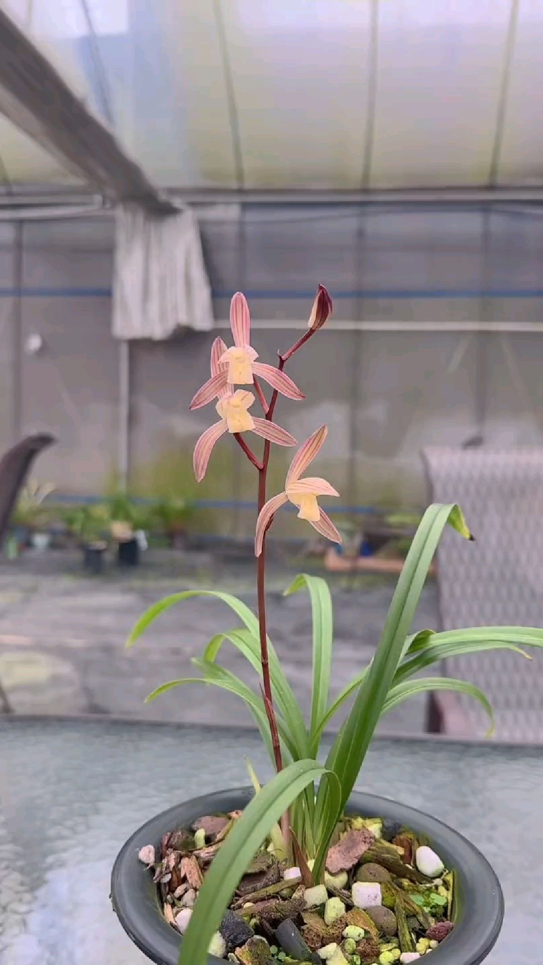 建兰经典品种春雨彩虹有花苞