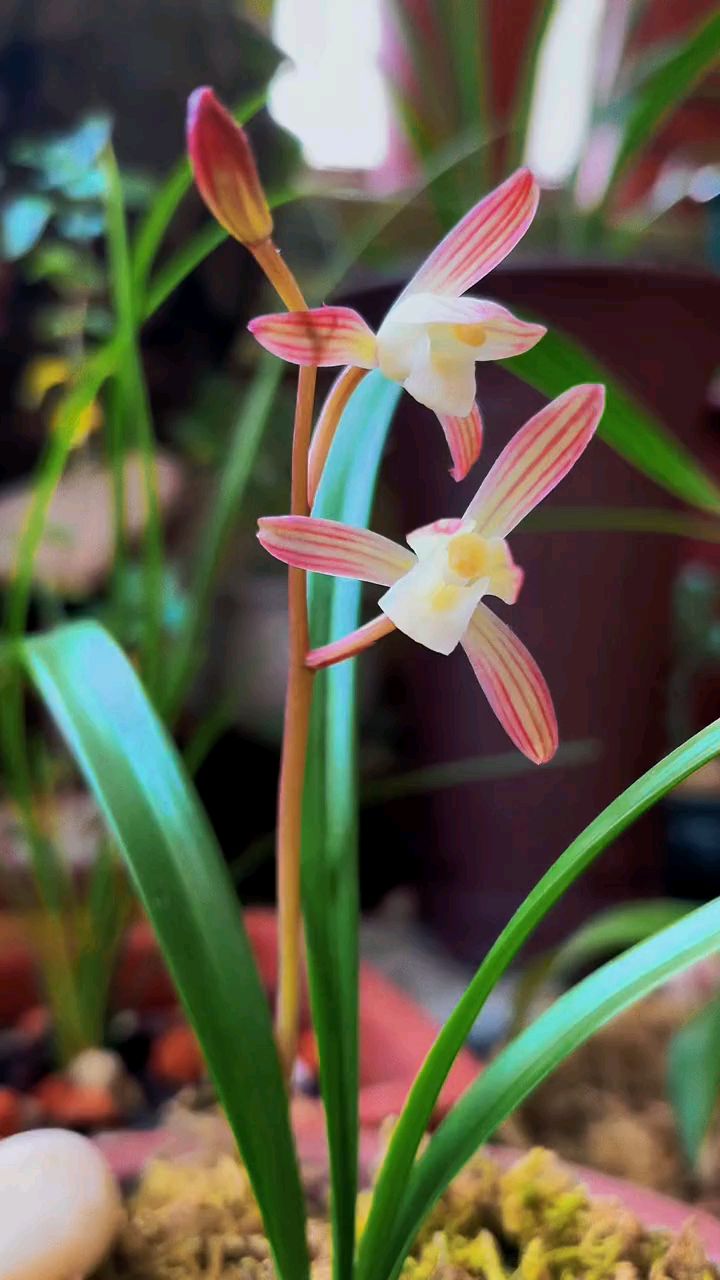 建兰经典品种春雨彩虹