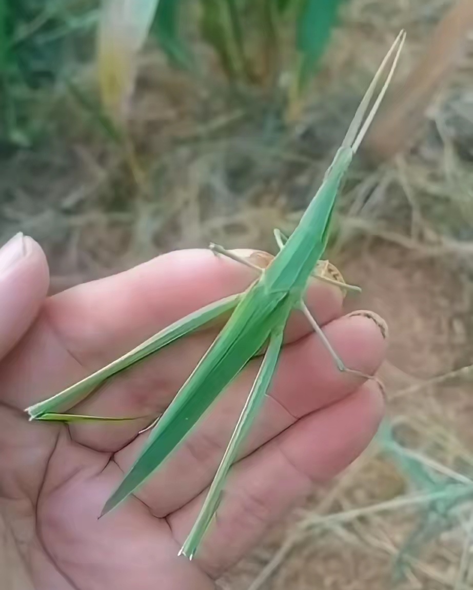 这种昆虫以前在农村田地里经常见