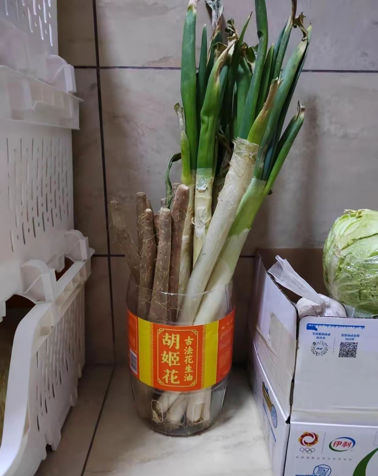 空油桶也是一样都舍不得扔剪掉上面三分之一盖子蹲在墙角放大葱