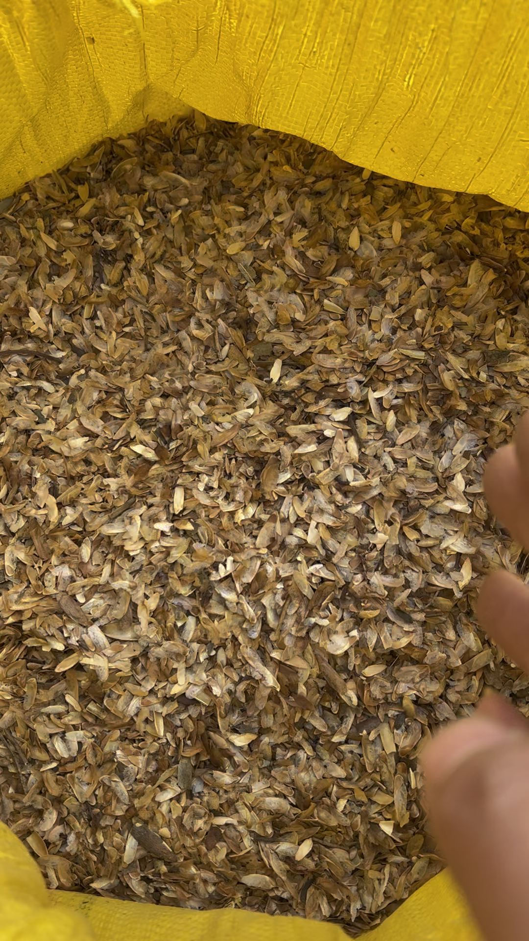 香椿种子,红油香椿种子,当年新种子,育苗专用