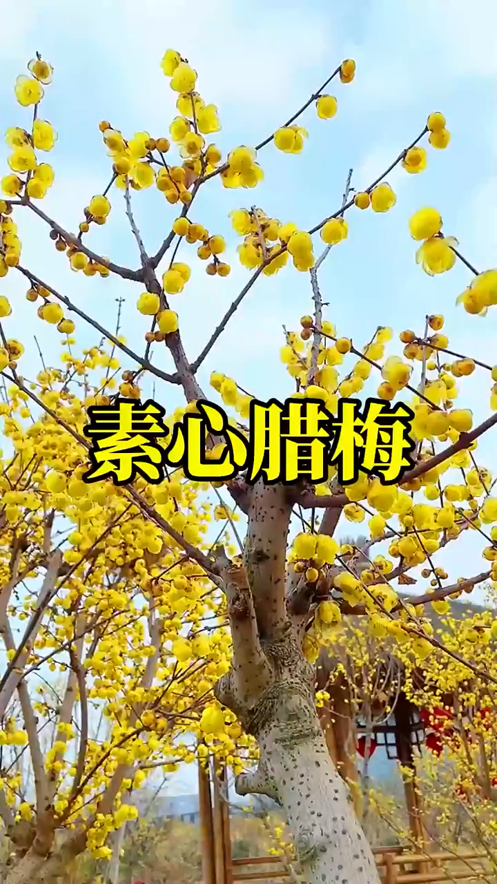 素心腊梅马上开花啦