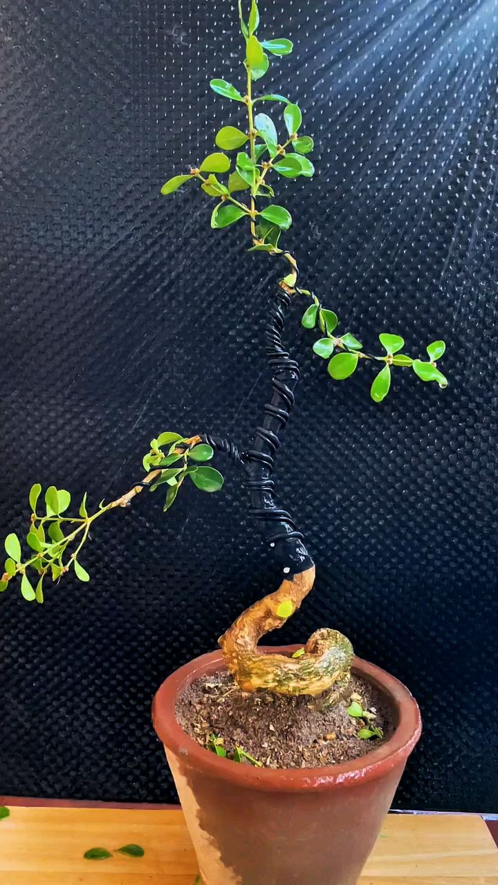 白皮黄杨盆景造型
