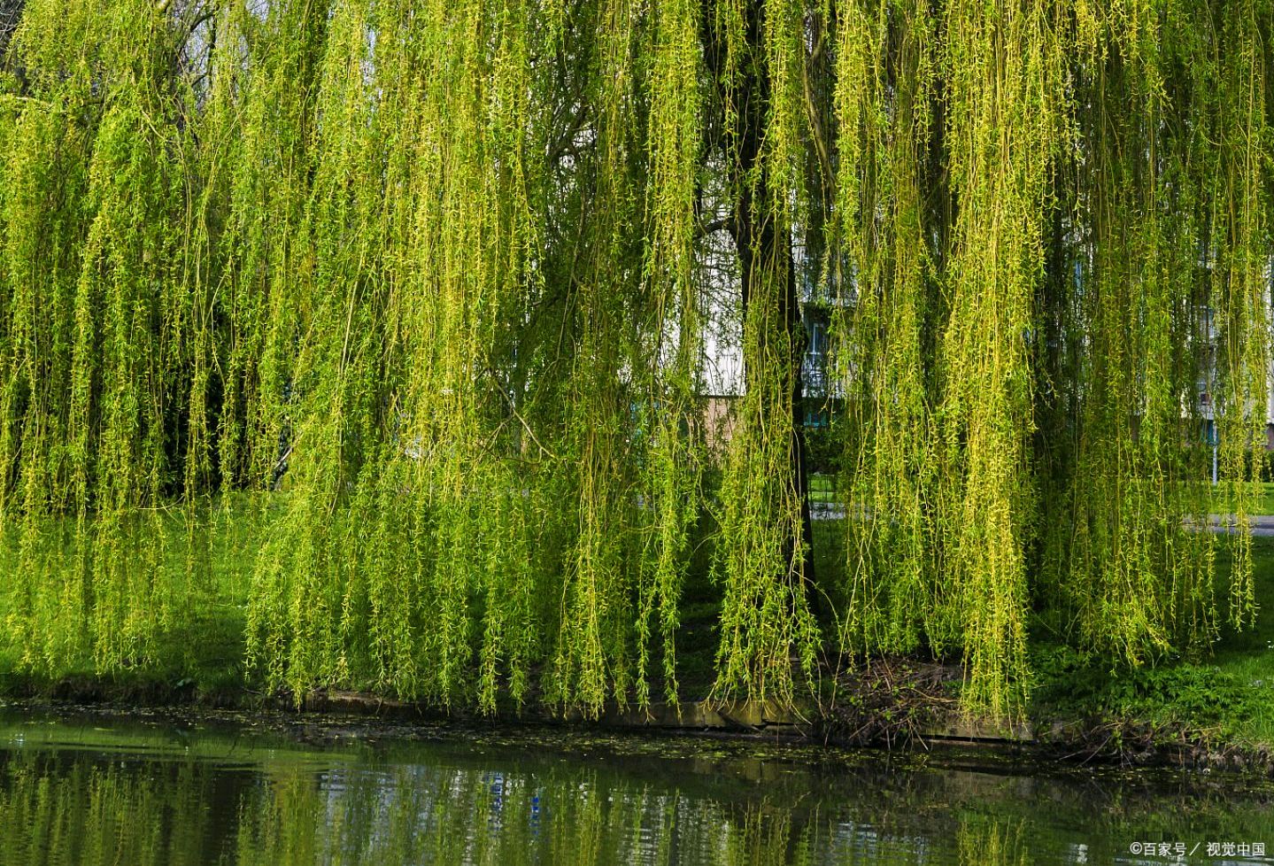 柳枝摇曳,儿无归期