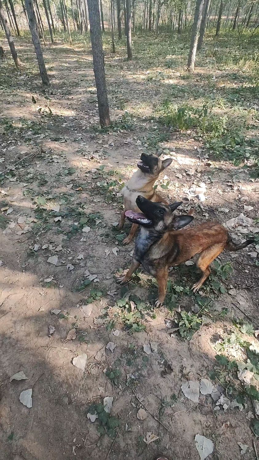 老血马犬老血马犬