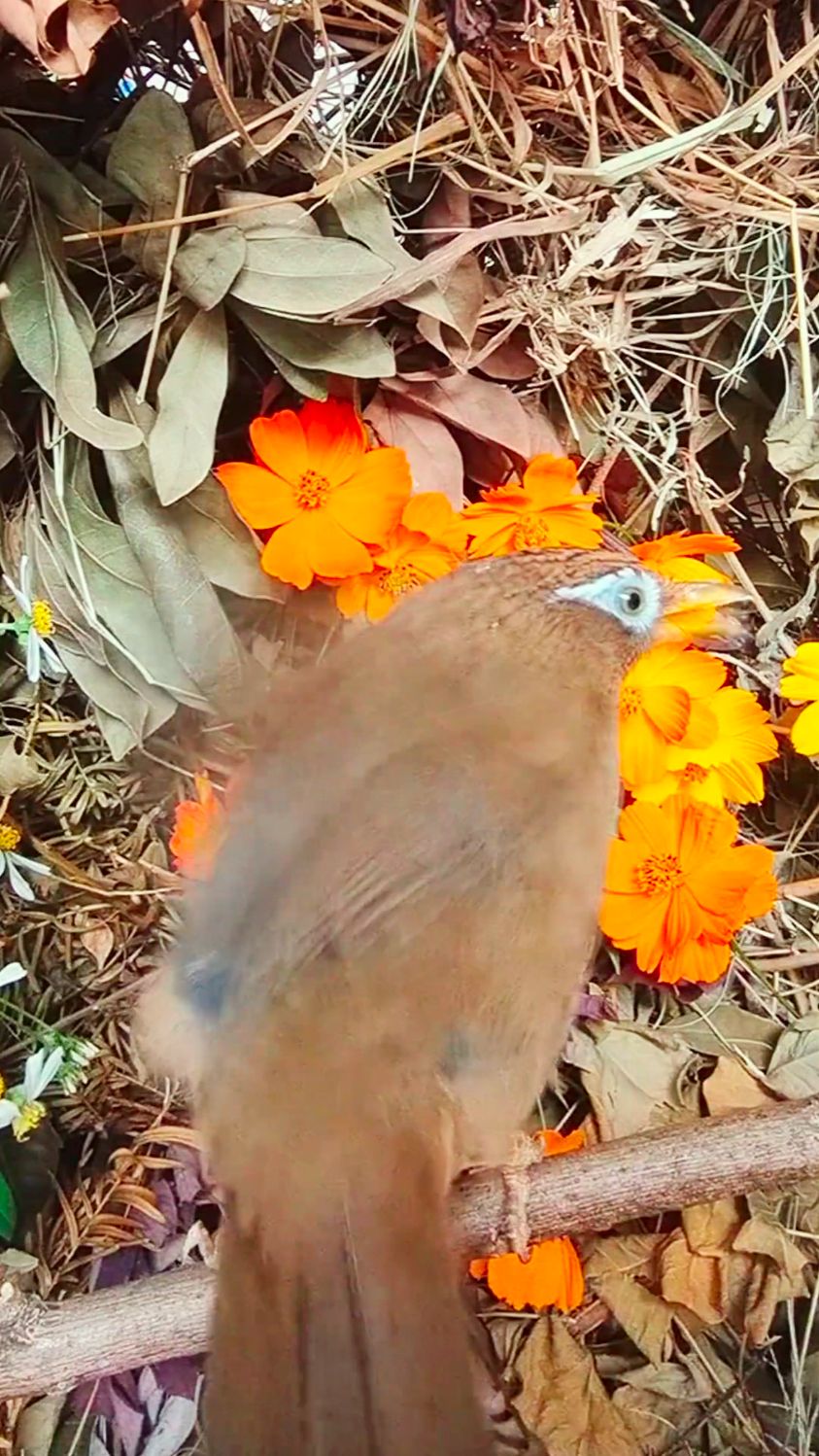 公画眉鸟扇翅膀叫