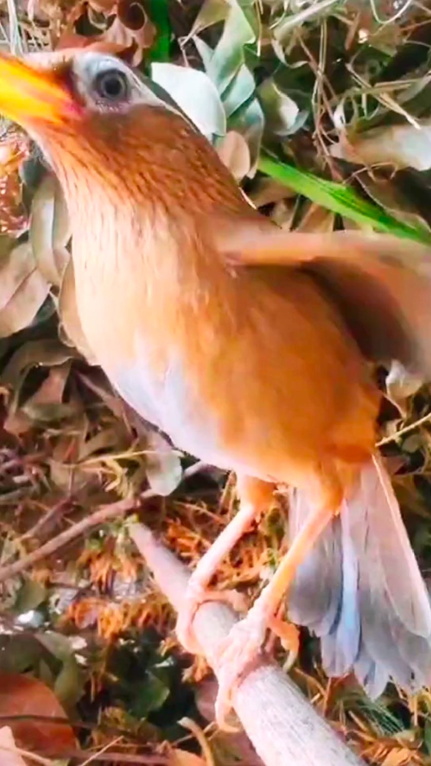 画眉鸟一边扇翅一边叫