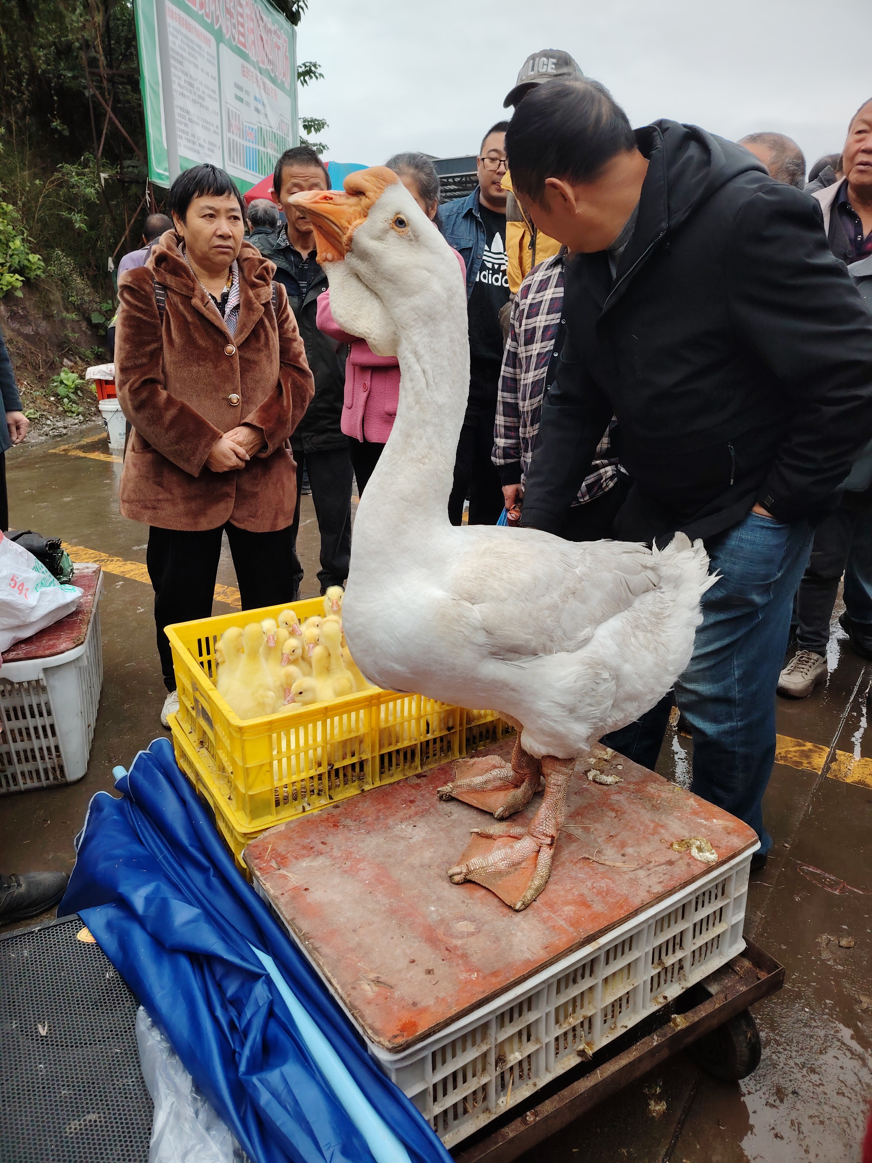 见过这么大的鹅没有?反正我是第一次见