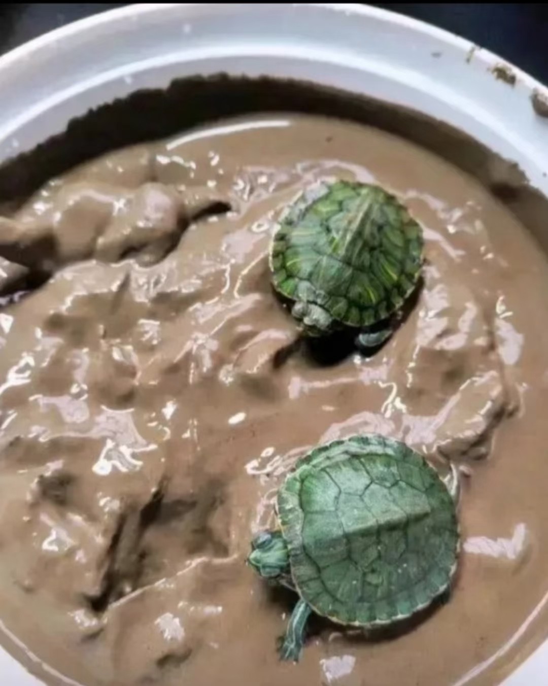 不是说用泥巴水养乌龟好吗.这是哪个环节出了问题!