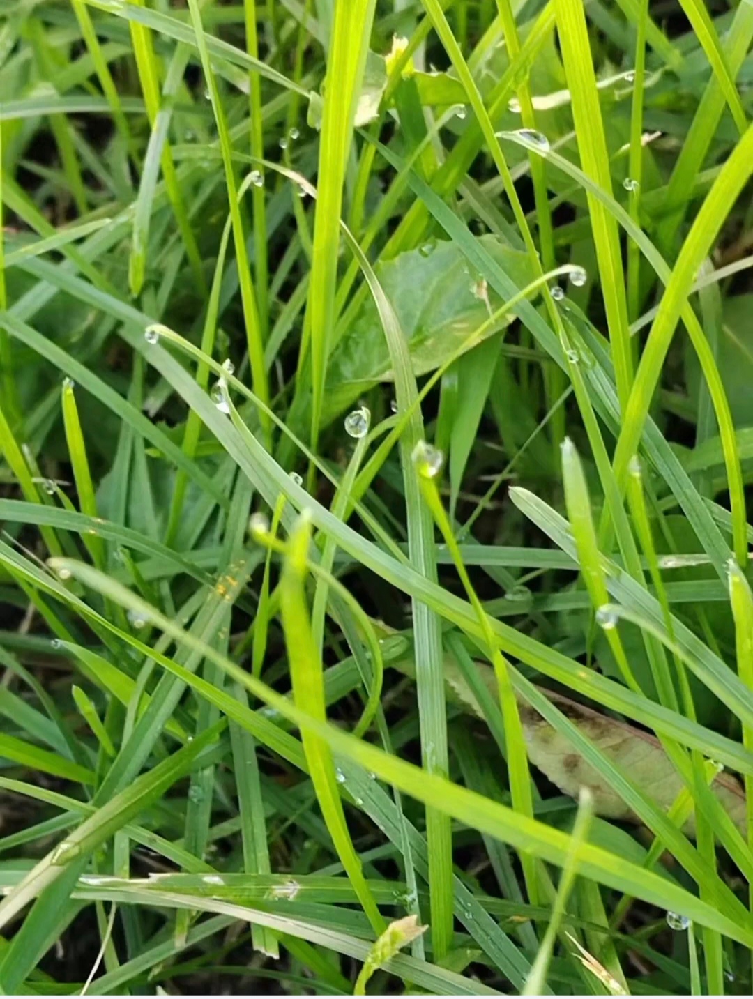 雨点草别名