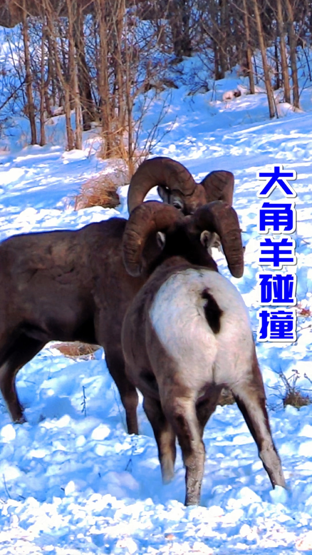大角羊的战斗方式属实特别,它们用角硬碰硬,展示了勇猛和威力