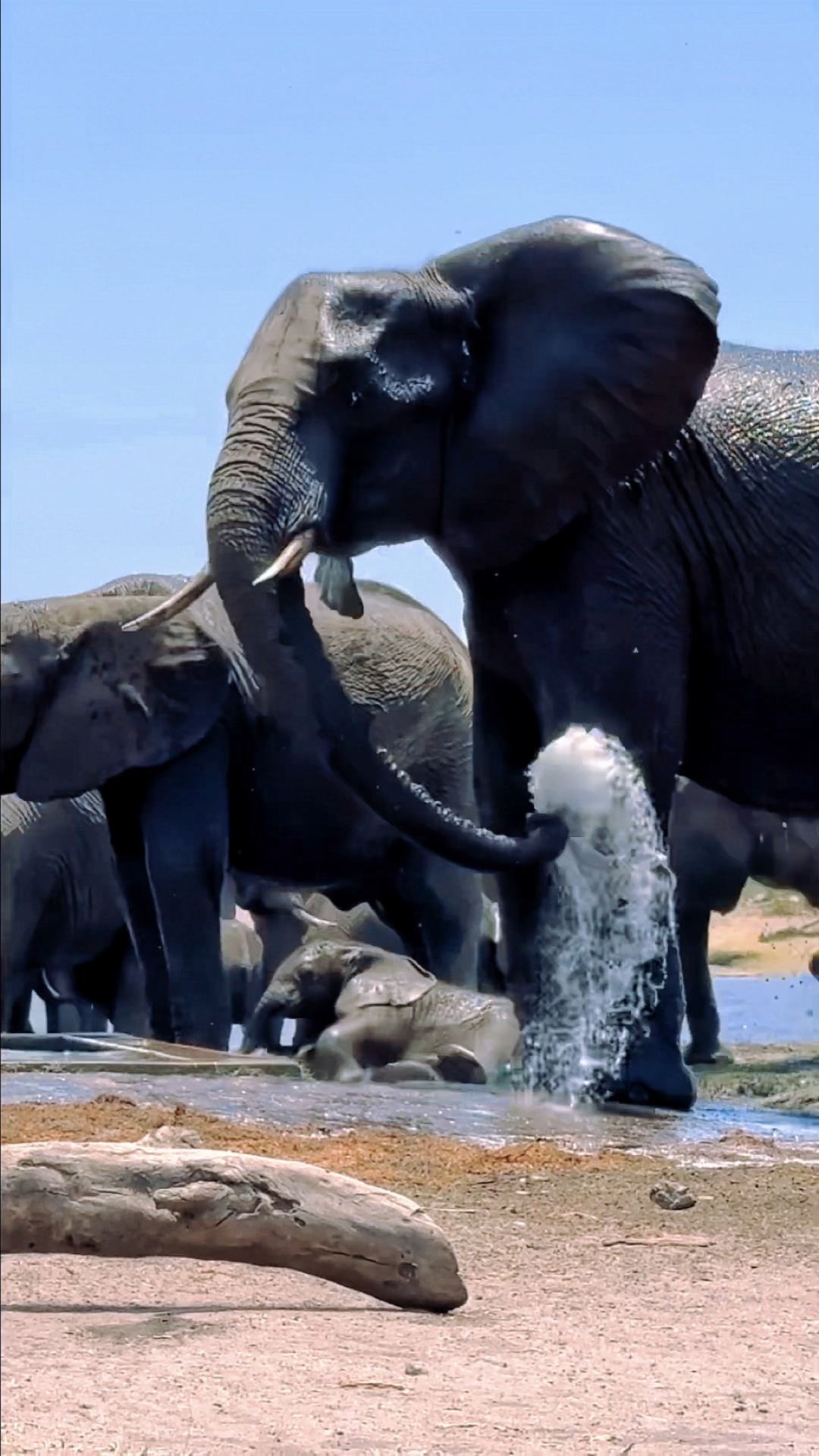 大象洗澡真有意思,它们会用鼻子将水泼洒在身上