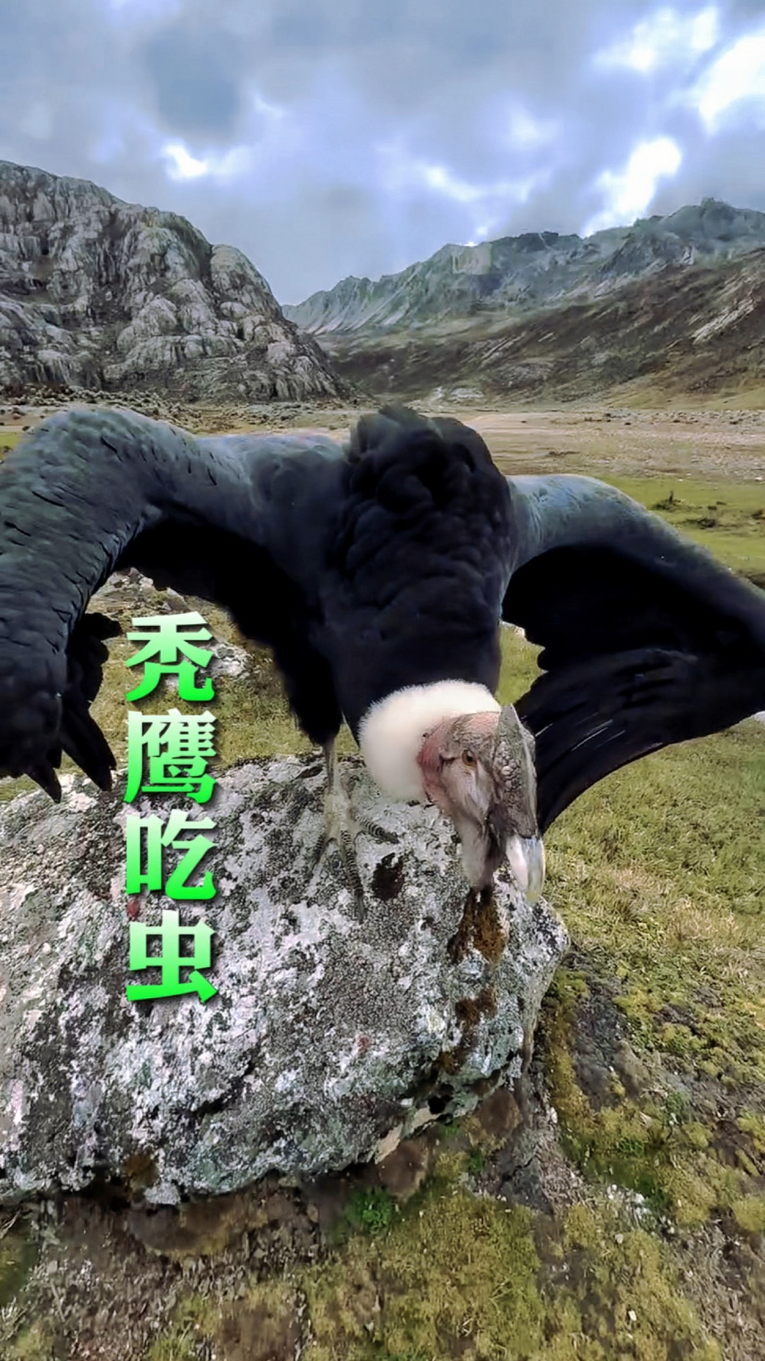 秃鹫头为什么是秃的,秃鹫的头上为什么不长毛 秃鹫头为什么是秃的,秃鹫的头上为什么不长毛