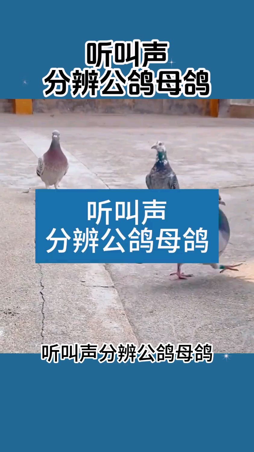 鸽子如何区分公母,听叫声就可以!