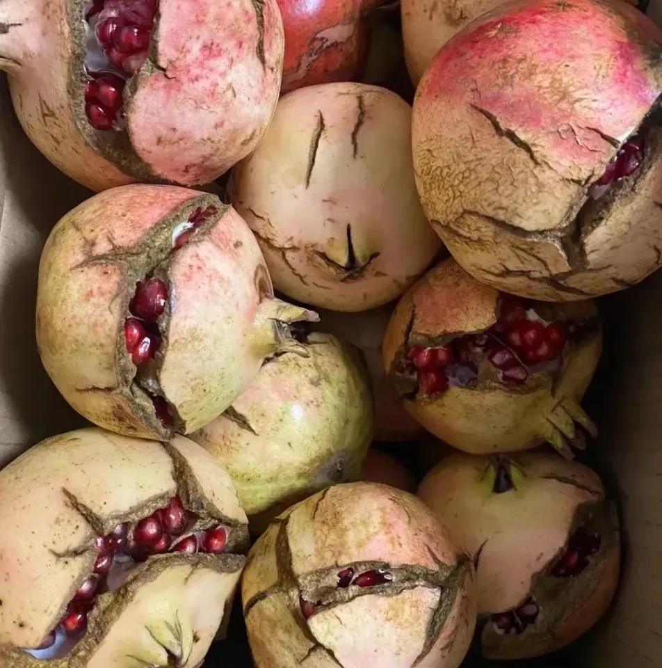 老公在单位给同事帮了个小忙,老公的同事为表感谢,送了老公一箱石榴