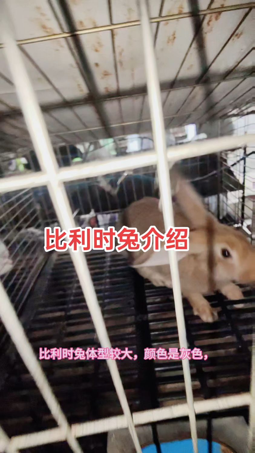 比利时兔名字很多,各地方叫法都不一样:散养兔,特种野兔