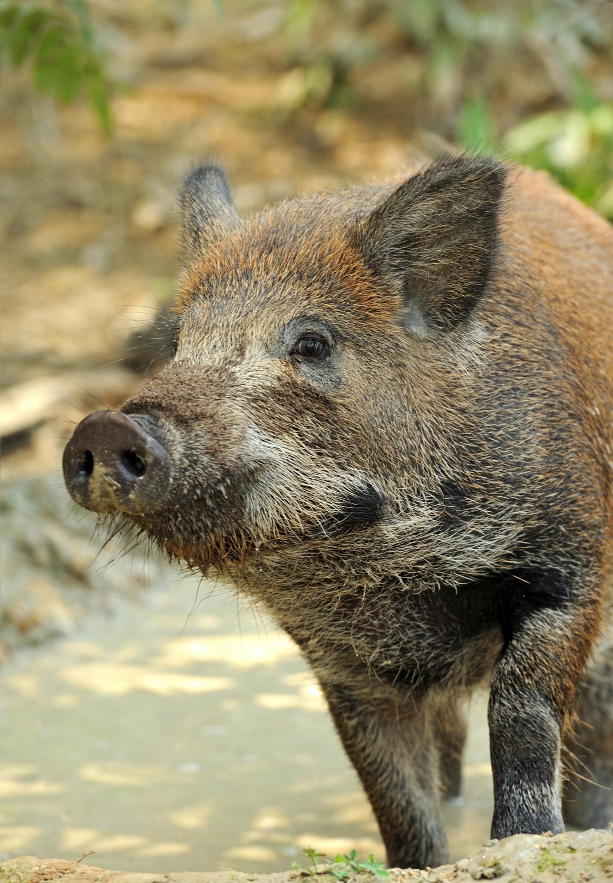南京地铁隧道惊现野猪"探险",列车晚点引发市民热议