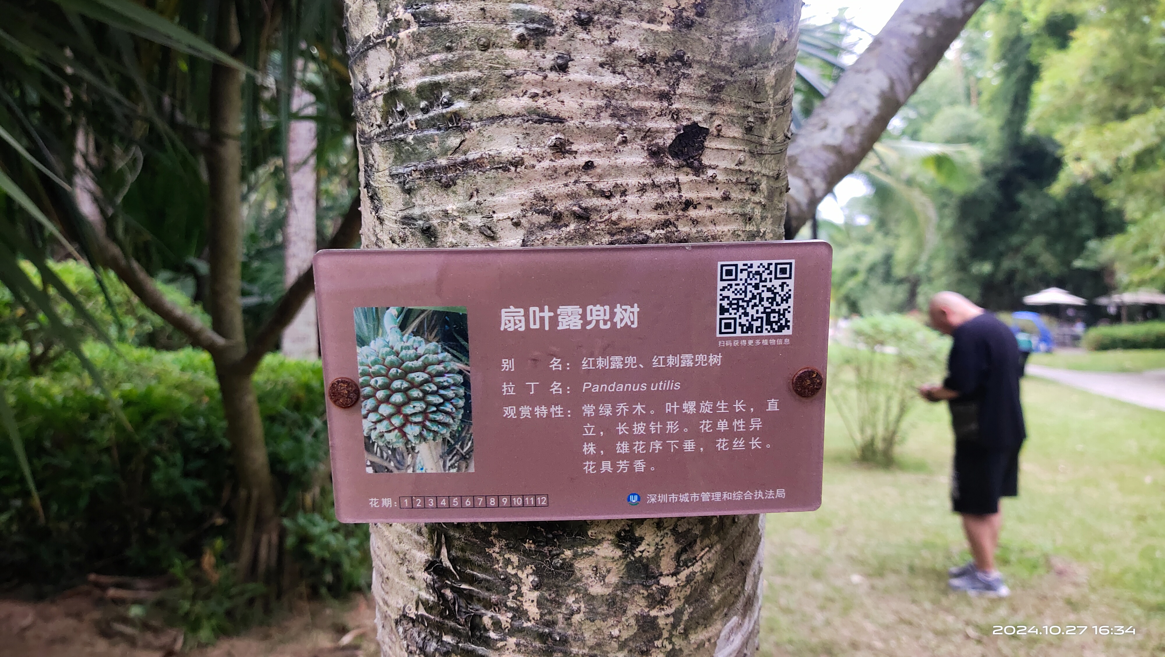 深圳莲花山公园里面这种植物好像菠萝啊, 其实是假菠萝不能吃