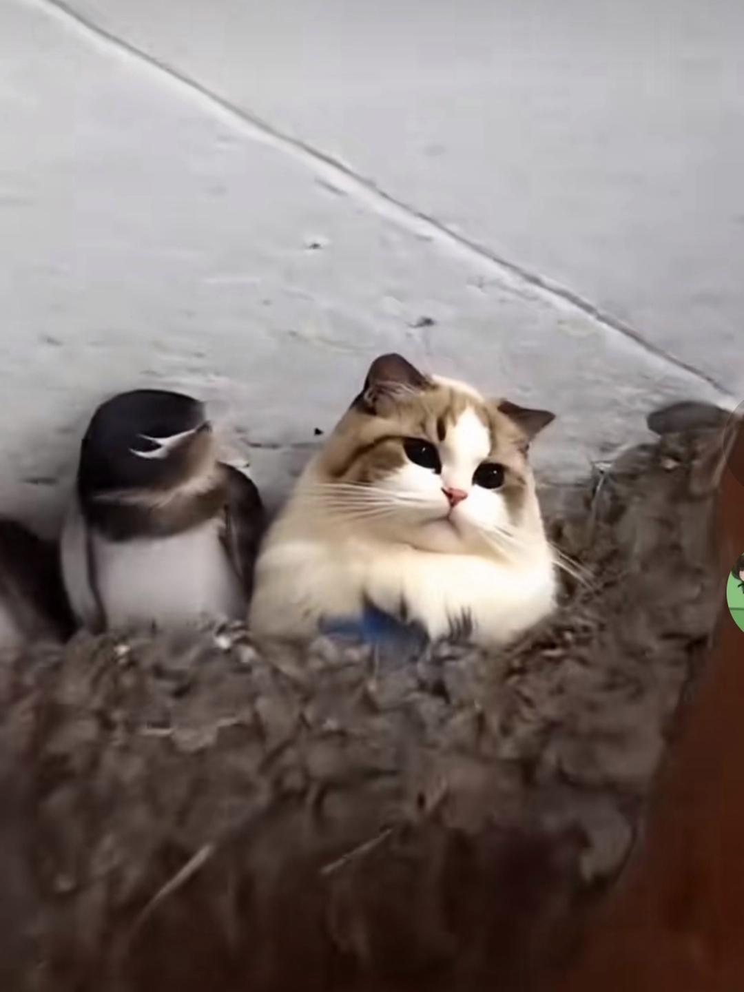 猫星人与小小鸟们的相处真是奇妙
