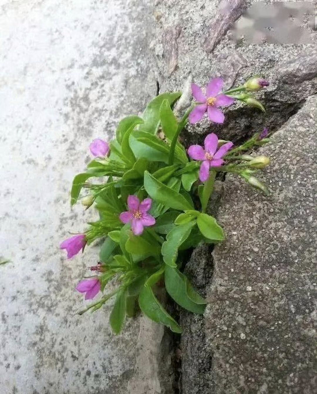 它没有肥沃的土壤,没有充足的空间,却顽强地活着