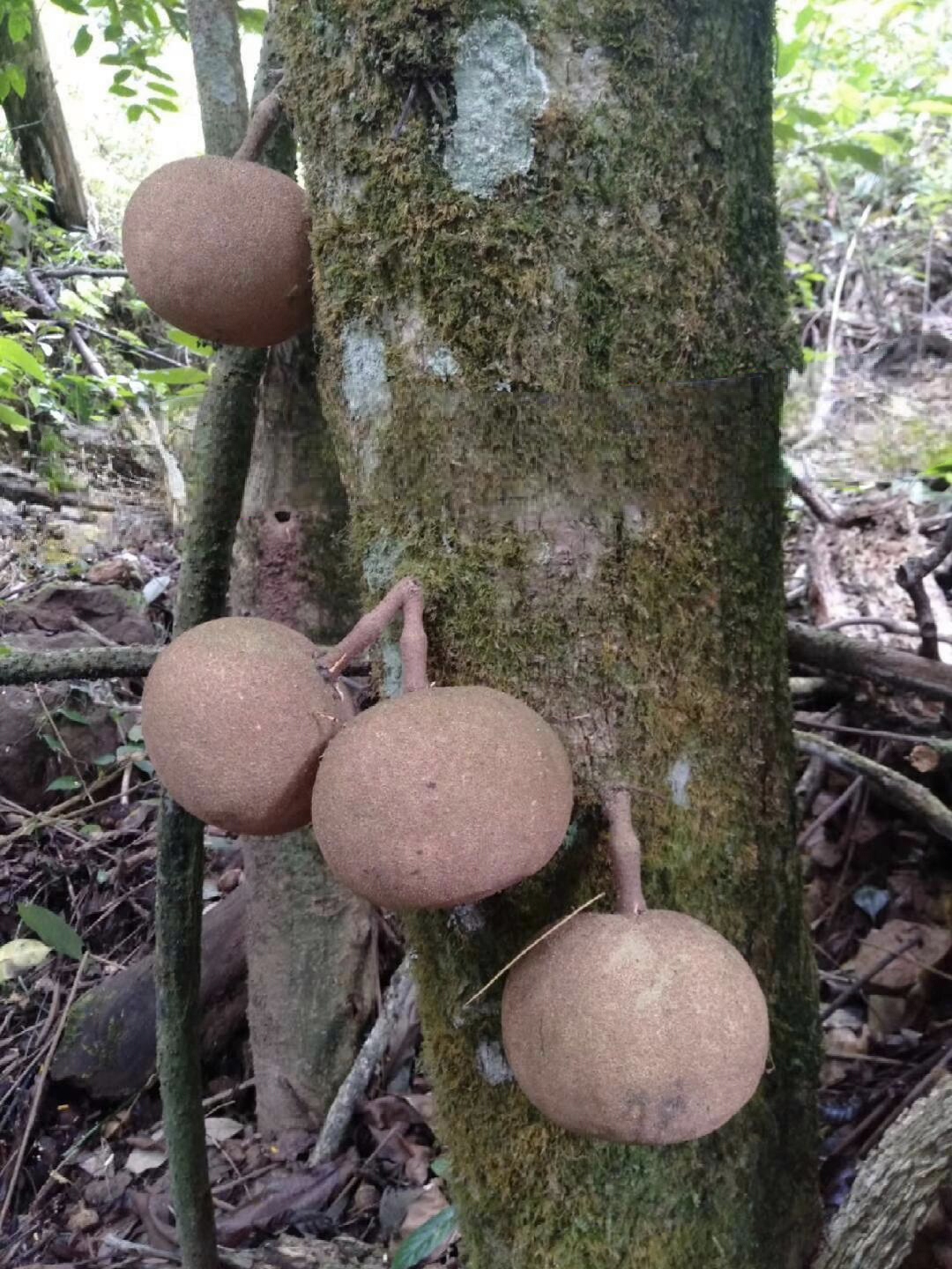 这个不是泰国大风子这个果子是木质的比较硬果子只接在树干底部