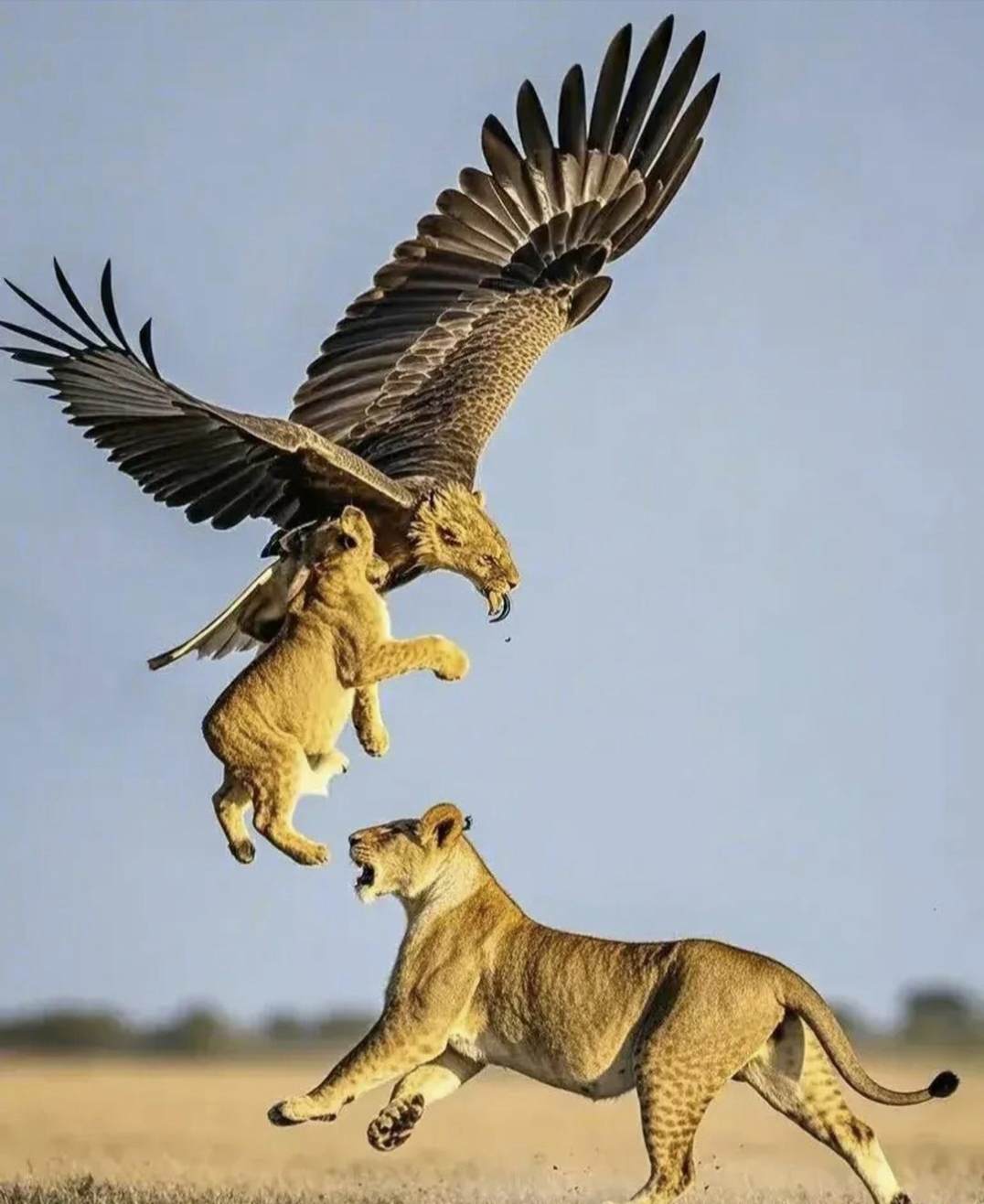 一只狮子妈妈与小狮子玩耍时,老鹰突然冲下抓小狮子