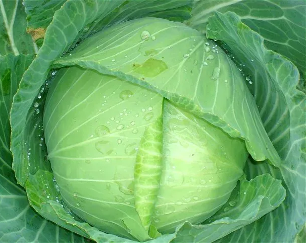 广西人管它叫椰菜;宁夏人管它叫莲花菜;北方很多省份的人管它叫包菜