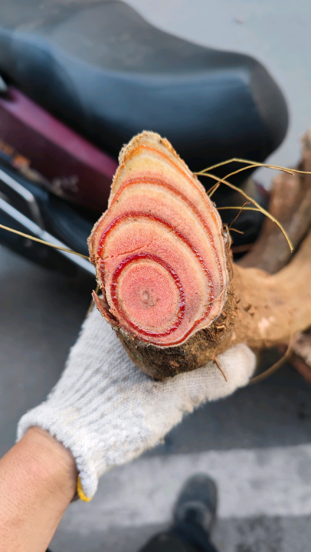 深山老林野生鸡血藤,女人的加油站