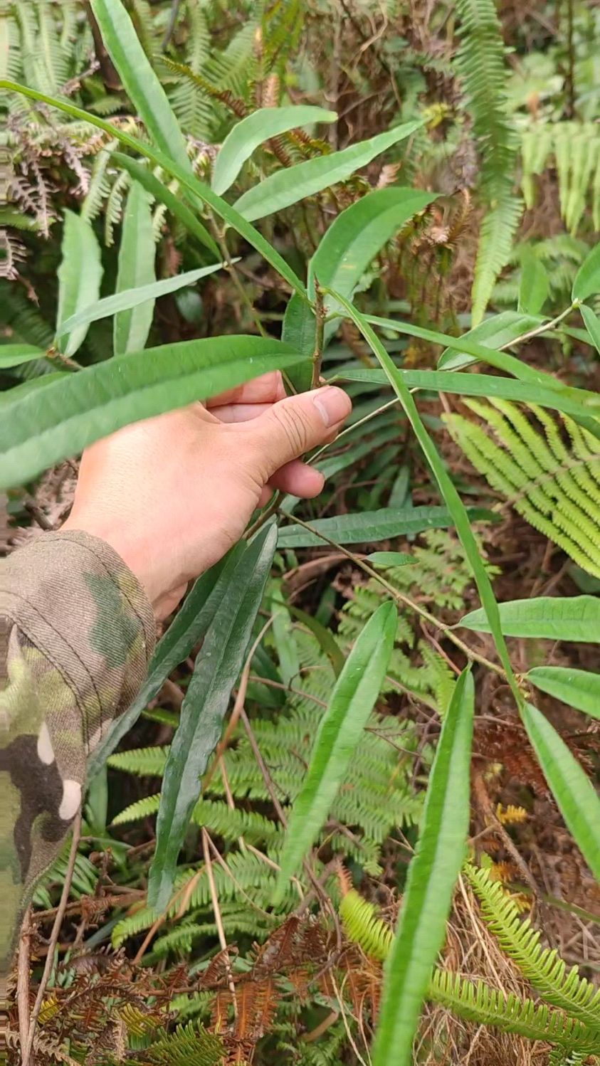 野生白花牛奶树根,煲汤味道比五指毛桃还香