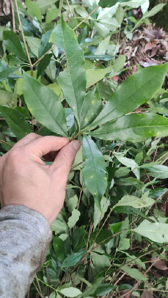 五爪龙草药的功效图片