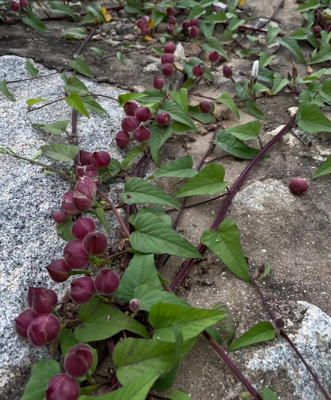 我在家中的后山发现了这种植物,上面结了好多果子