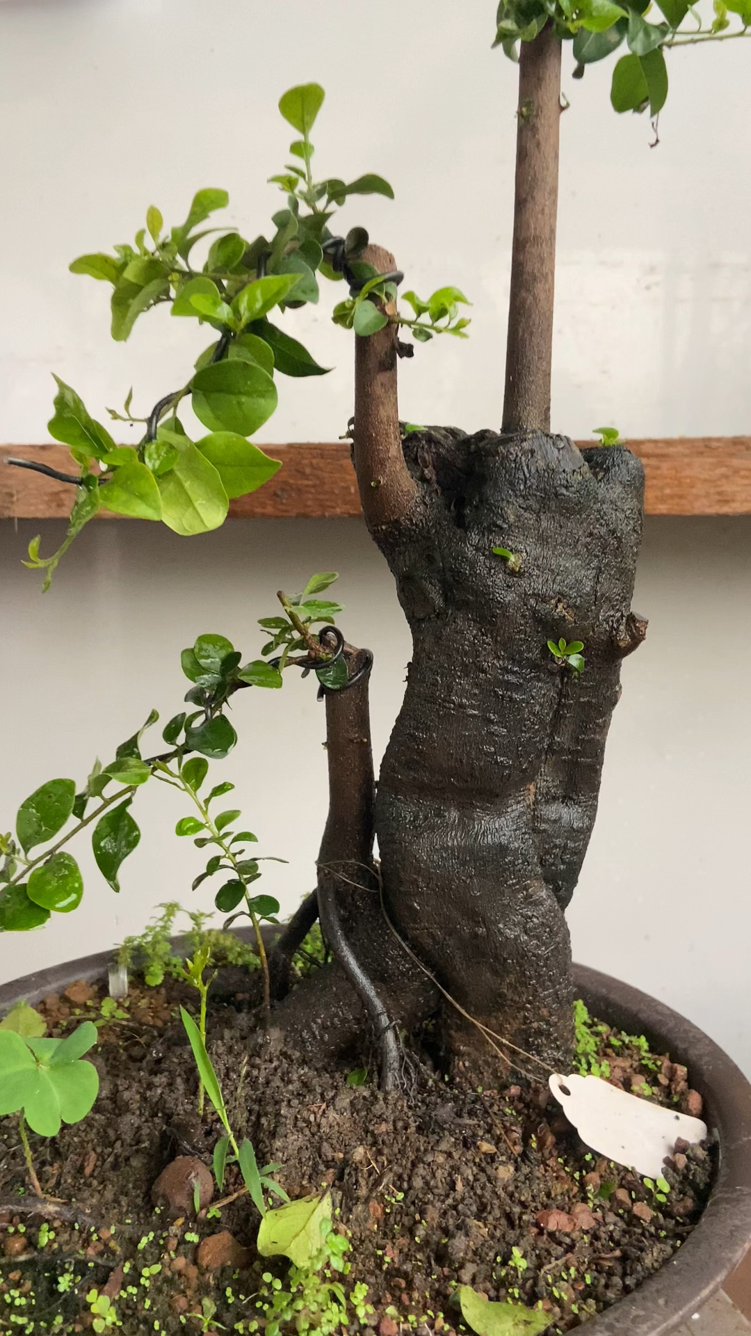 金弹子盆景熟桩扁扁
